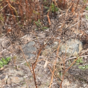Bidens sp. (Cobbler's Pegs, Farmer's Friend) at Theodore, ACT - 9 Jun 2025 by DavidDedenczuk