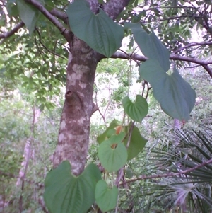Dioscorea bulbifera at West Point, QLD - 11 Jan 2012 07:33 AM