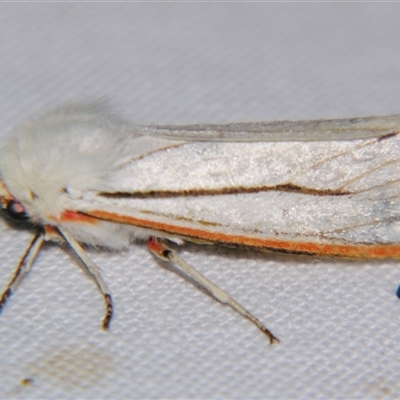 Paramsacta marginata (Donovan's Tiger Moth) at Rocky Creek, NSW - 3 Nov 2009 by PJH123