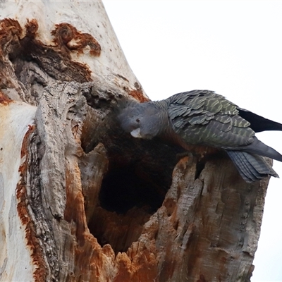 Callocephalon fimbriatum (Gang-gang Cockatoo) at Acton, ACT - 11 May 2025 by TimL