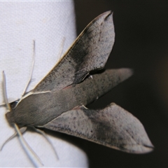 Hippotion scrofa (Coprosma Hawk Moth) at Rocky Creek, NSW - 3 Nov 2009 by PJH123