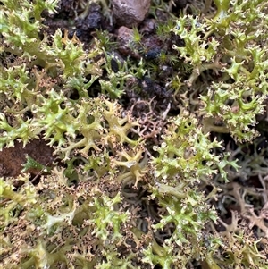 Cladia aggregata at Caparra, NSW - 6 Jun 2025 by maznee