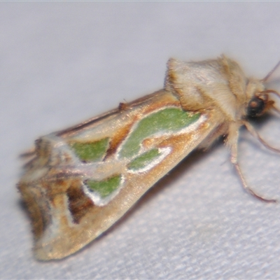 Cosmodes elegans (Green Blotched Moth) at Rocky Creek, NSW - 3 Nov 2009 by PJH123