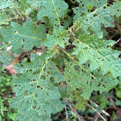 Solanum (genus) (Nightshades, soda apples, devils apples) at Caparra, NSW - 30 May 2025 by maznee