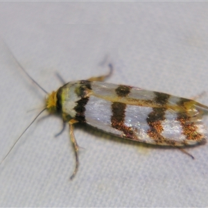 Cryptophasa insana (A Xyloryctid moth (Xyloryctidae) at Rocky Creek, NSW - 3 Nov 2009 by PJH123