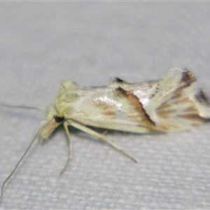Heliocosma argyroleuca (A tortrix or leafroller moth) at Rocky Creek, NSW - 3 Nov 2009 by PJH123