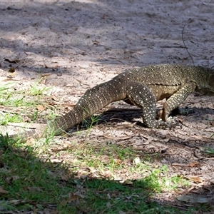 Varanus varius at Welsby, QLD - suppressed