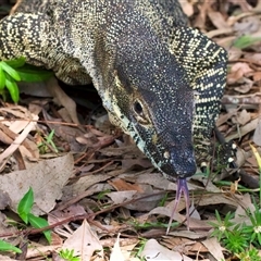 Varanus varius at Welsby, QLD - suppressed