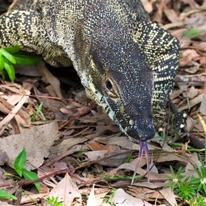 Varanus varius at Welsby, QLD - suppressed