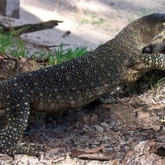 Varanus varius at Welsby, QLD - suppressed