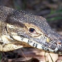 Varanus varius at Welsby, QLD - suppressed