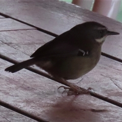 Sericornis frontalis (White-browed Scrubwren) at Acton, ACT - 8 Jun 2025 by RobParnell