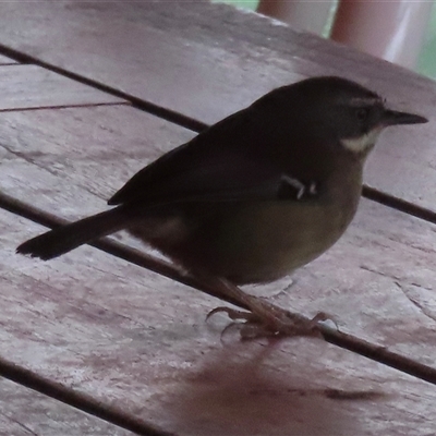 Sericornis frontalis (White-browed Scrubwren) at Acton, ACT - 8 Jun 2025 by RobParnell