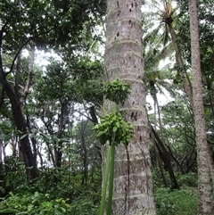 Tacca leontopetaloides at Wonga Beach, QLD - 14 Jan 2023 01:52 PM