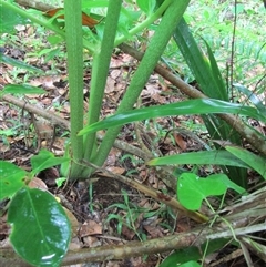 Tacca leontopetaloides at Wonga Beach, QLD - 14 Jan 2023 01:52 PM