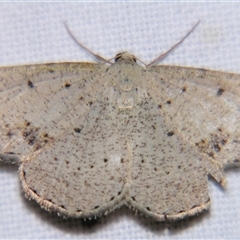 Taxeotis intextata (Looper Moth, Grey Taxeotis) at Rocky Creek, NSW - 3 Nov 2009 by PJH123