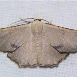 Cernia amyclaria (A Geometer moth (Oenochrominae)) at Rocky Creek, NSW - 3 Nov 2009 by PJH123