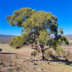 Eucalyptus bridgesiana at Cook, ACT - 1 Jun 2025 by SarahHnatiuk
