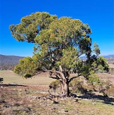 Eucalyptus bridgesiana at Cook, ACT - 1 Jun 2025 by SarahHnatiuk