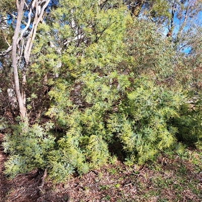 Acacia dealbata (Silver Wattle) at Cook, ACT - 9 Jun 2025 by SarahHnatiuk