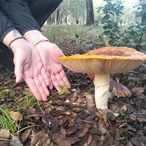 Amanita muscaria at Aranda, ACT - Yesterday by Cristy1676