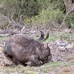 Vombatus ursinus (Common wombat, Bare-nosed Wombat) at Bucketty, NSW - Yesterday by MartinPredavec