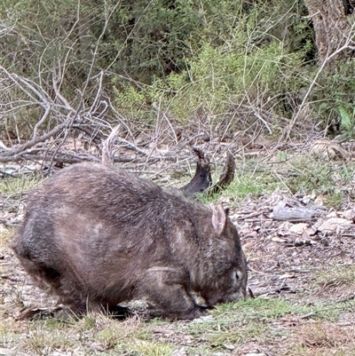 Vombatus ursinus (Common wombat, Bare-nosed Wombat) at Bucketty, NSW - Yesterday by MartinPredavec