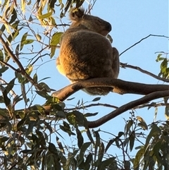 Phascolarctos cinereus (Koala) at Bucketty, NSW - Yesterday by MartinPredavec