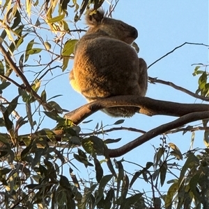 Phascolarctos cinereus (Koala) at Bucketty, NSW - 10 Jun 2025 by MartinPredavec