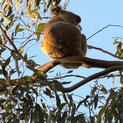 Phascolarctos cinereus (Koala) at Bucketty, NSW - Yesterday by MartinPredavec