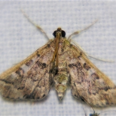Nacoleia rhoeoalis (A Crambid moth (Spilomelinae) at Rocky Creek, NSW - 3 Nov 2009 by PJH123