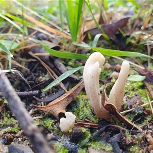 Clavulina sp. by Aussiegall