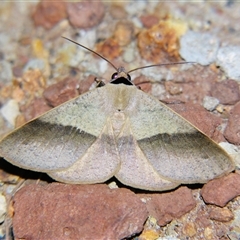 Ophyx ochroptera (An Erebid moth (Catocalini) at Rocky Creek, NSW - 3 Nov 2009 by PJH123