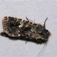 Ectopatria horologa (Nodding Saltbush Moth) at Rocky Creek, NSW - 3 Nov 2009 by PJH123