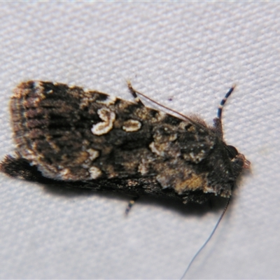 Ectopatria horologa (Nodding Saltbush Moth) at Rocky Creek, NSW - 3 Nov 2009 by PJH123