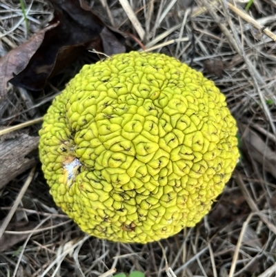 Maclura pomifera (Osage Orange) at Forbes, NSW - 8 Jun 2025 by RWPurdie