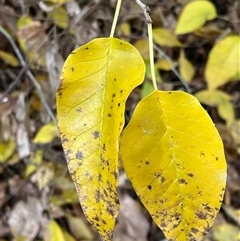 Maclura pomifera at Forbes, NSW - 8 Jun 2025 09:30 AM