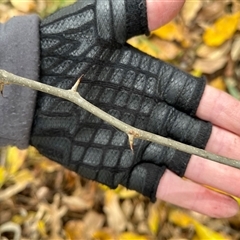 Maclura pomifera at Forbes, NSW - 8 Jun 2025 09:30 AM