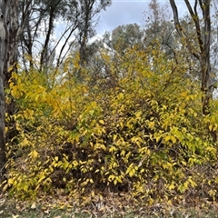 Maclura pomifera at Forbes, NSW - 8 Jun 2025 09:30 AM