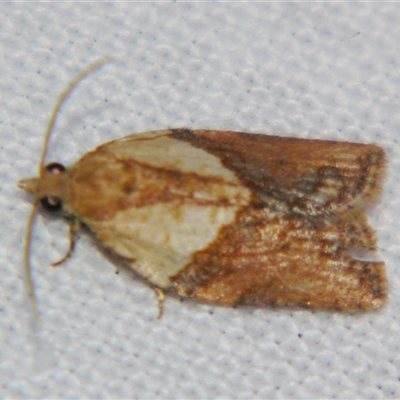 Epiphyas postvittana (Light Brown Apple Moth) at Rocky Creek, NSW - 3 Nov 2009 by PJH123