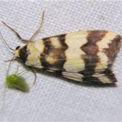 Termessa zonophanes (Double Yellow-patched Footman) at Rocky Creek, NSW - 3 Nov 2009 by PJH123