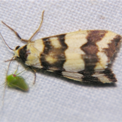 Termessa zonophanes (Double Yellow-patched Footman) at Rocky Creek, NSW - 3 Nov 2009 by PJH123