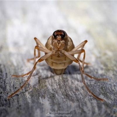 Boreoides subulatus (Wingless Soldier Fly) at Central Tilba, NSW - 2 Jun 2025 by JonSteinbeck