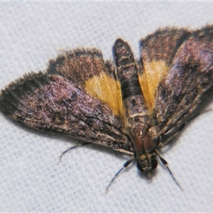 Eurybela trophoessa (A Crambid moth (Spilomelinae) at Rocky Creek, NSW - 3 Nov 2009 by PJH123