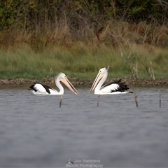 Pelecanus conspicillatus (Australian Pelican) at Lake George, NSW - 21 Apr 2025 by JonSteinbeck