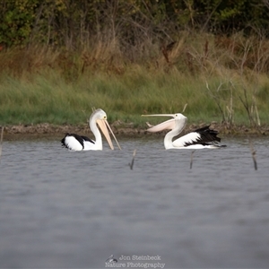 Pelecanus conspicillatus at Lake George, NSW - 21 Apr 2025 08:43 AM