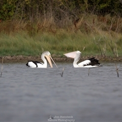 Pelecanus conspicillatus at Lake George, NSW - 21 Apr 2025 08:43 AM
