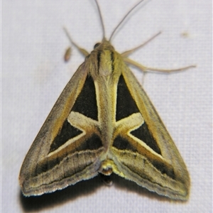 Trigonodes hyppasia at Rocky Creek, NSW - 3 Nov 2009 by PJH123