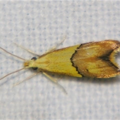 Crocanthes prasinopis (A Curved -horn moth) at Rocky Creek, NSW - 3 Nov 2009 by PJH123