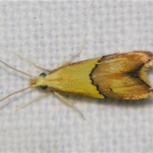 Crocanthes prasinopis (A Curved -horn moth) at Rocky Creek, NSW - 3 Nov 2009 by PJH123